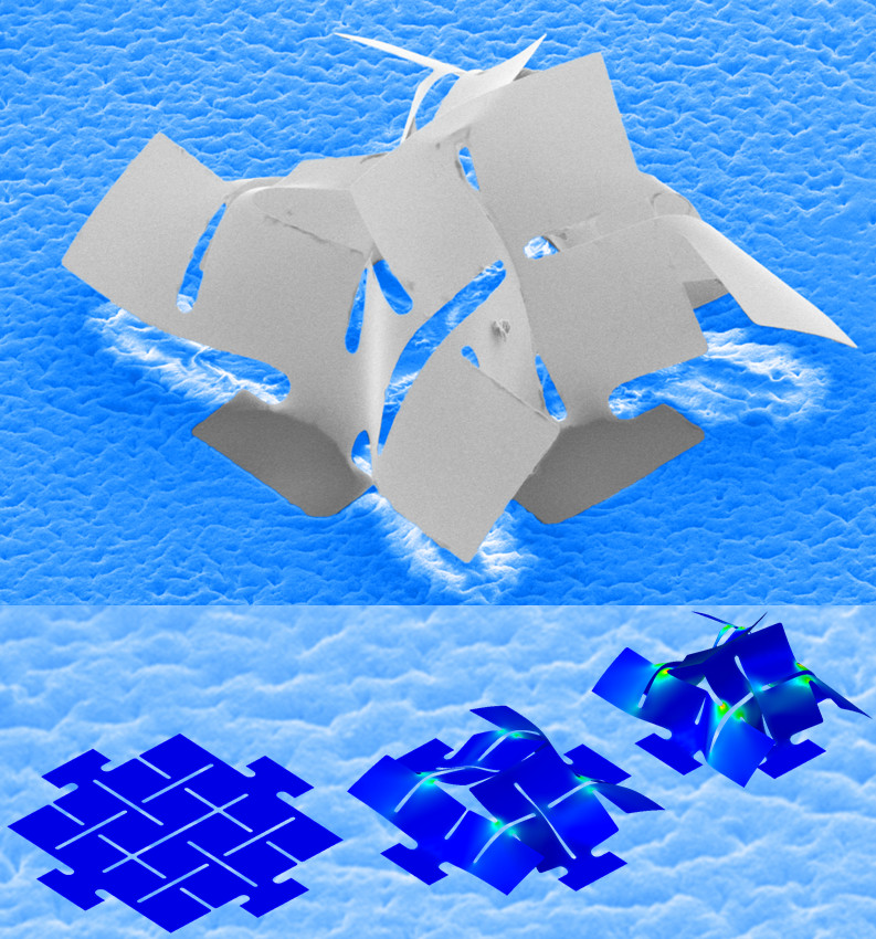 图为 三维曲面状单晶硅结构组装成型过程的模拟结果及实验结果 (cred it-福利姬
和美国伊利诺伊大??