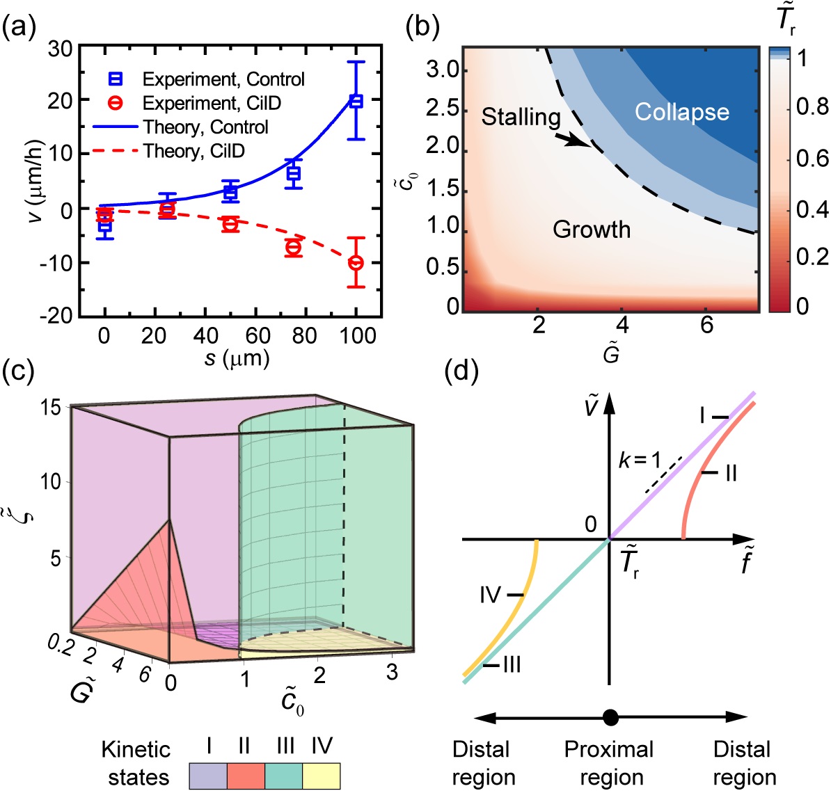 20220916-科研成果-张焕新-轴突生长动力学状态转变相图.jpg 20220916-科研成果-张焕新-轴突生长动力学状态转变相图.jpg